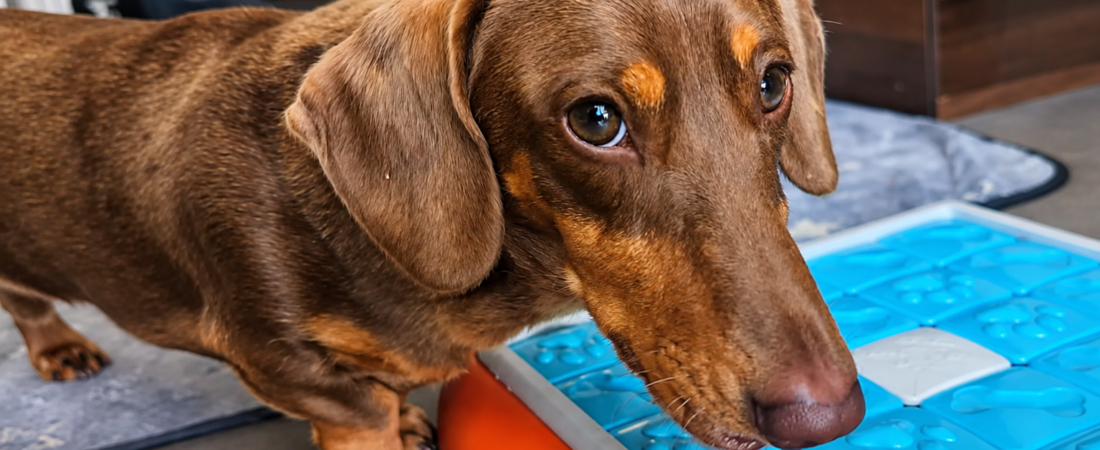 Mental Stimulation Games for Dachshunds: Easy Brain Games We Use with Winston