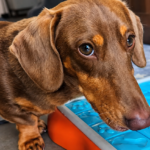 Mental Stimulation Games for Dachshunds: Easy Brain Games We Use with Winston Mental-Stimulation-Games-for-Dachshunds