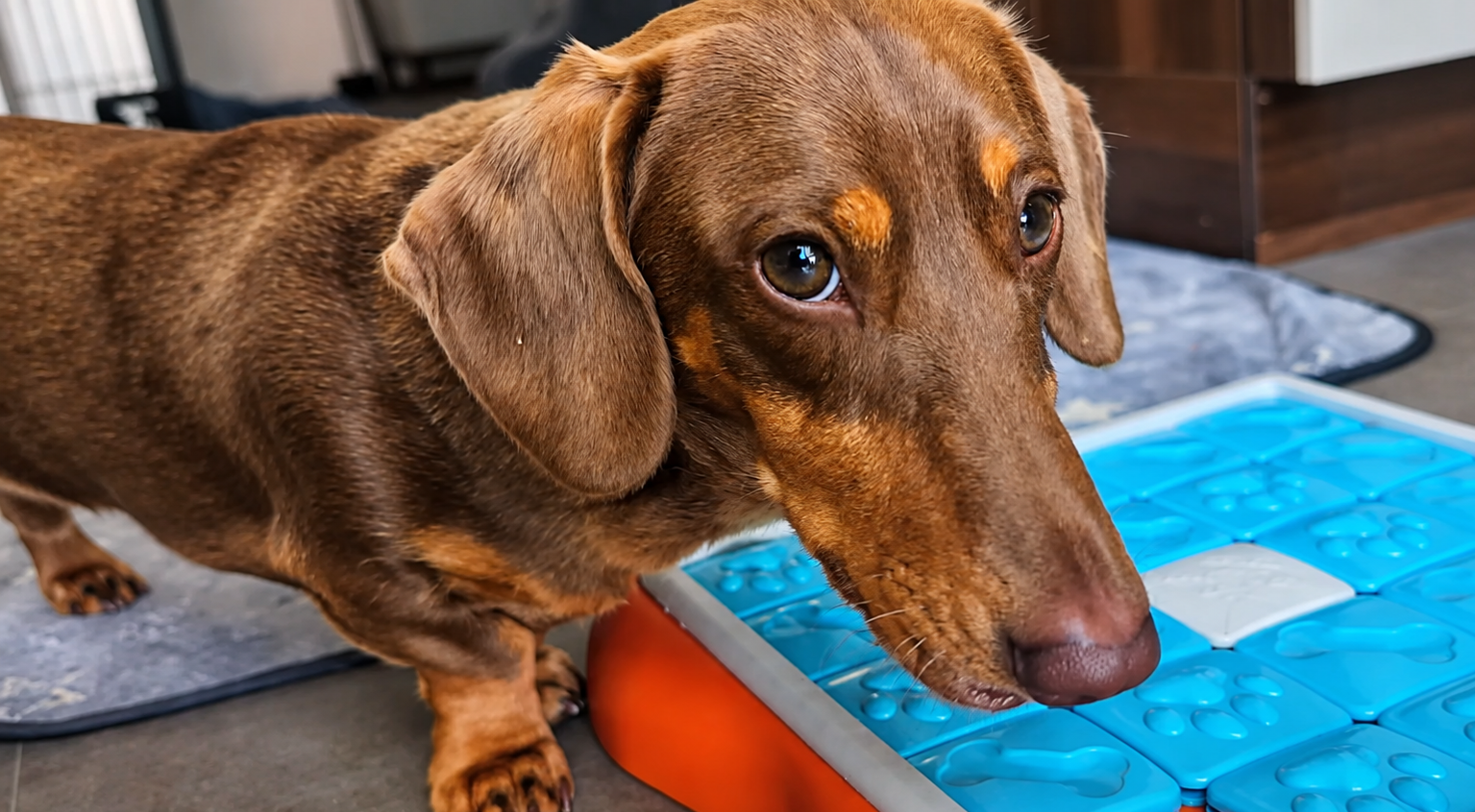Mental Stimulation Games for Dachshunds: Easy Brain Games We Use with Winston