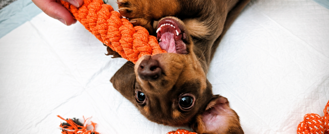 Dachshund Puppy Essentials Checklist: What We Actually Used With Winston