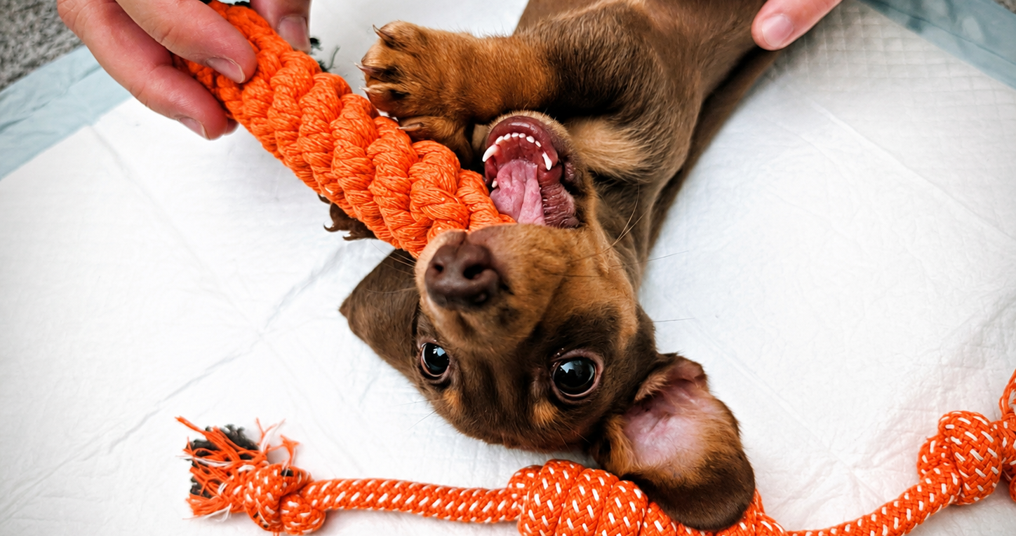 Dachshund Puppy Essentials Checklist: What We Actually Used With Winston
