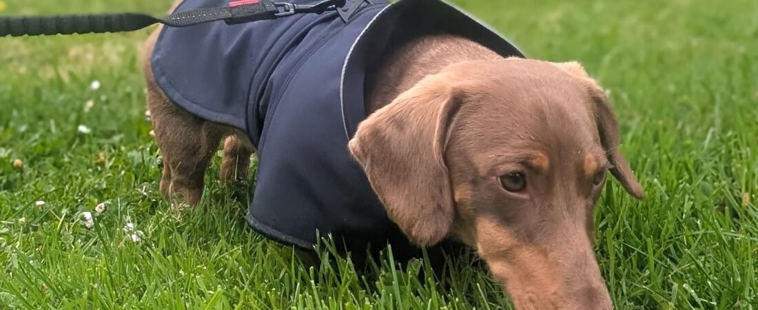 Heel Walking vs Sniff Walks: Why We Let Winston Use His Nose