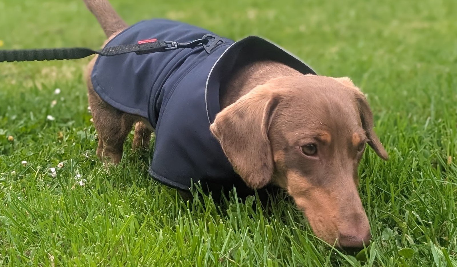 Heel Walking vs Sniff Walks: Why We Let Winston Use His Nose