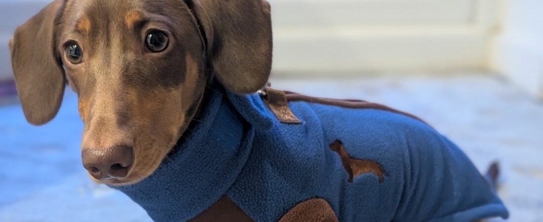 How to Protect Your Dachshund’s Back: Simple Everyday Tips We Use with Winston