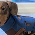 How to Protect Your Dachshund’s Back: Simple Everyday Tips We Use with Winston how-to-protect-dachshunds-back