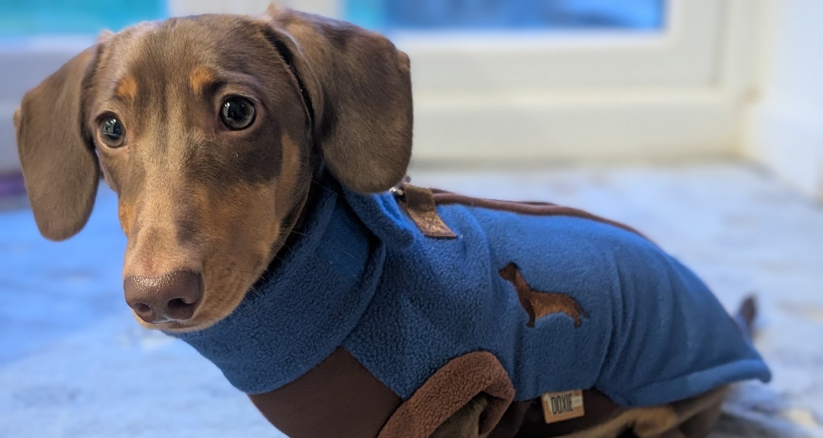 How to Protect Your Dachshund’s Back: Simple Everyday Tips We Use with Winston