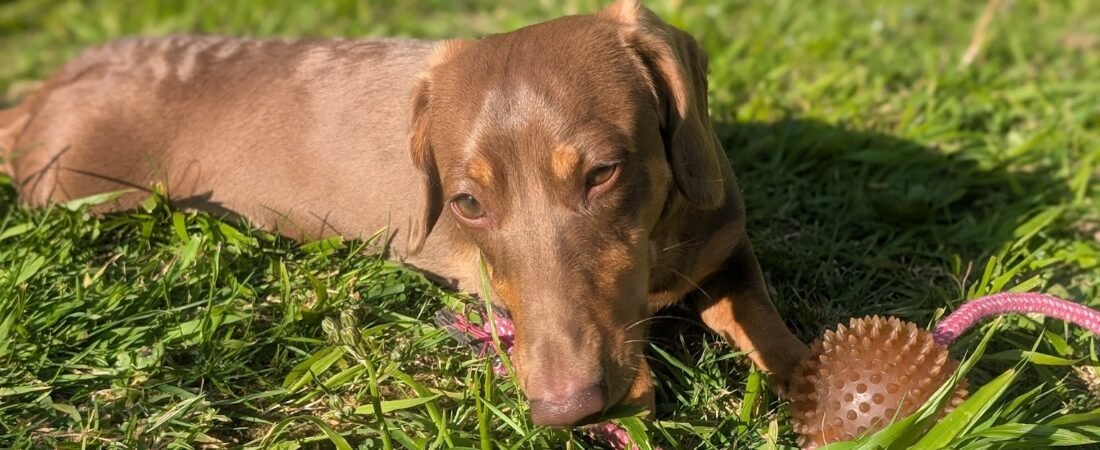 Should You Neuter a Dachshund? Pros, Cons and Why Timing Matters