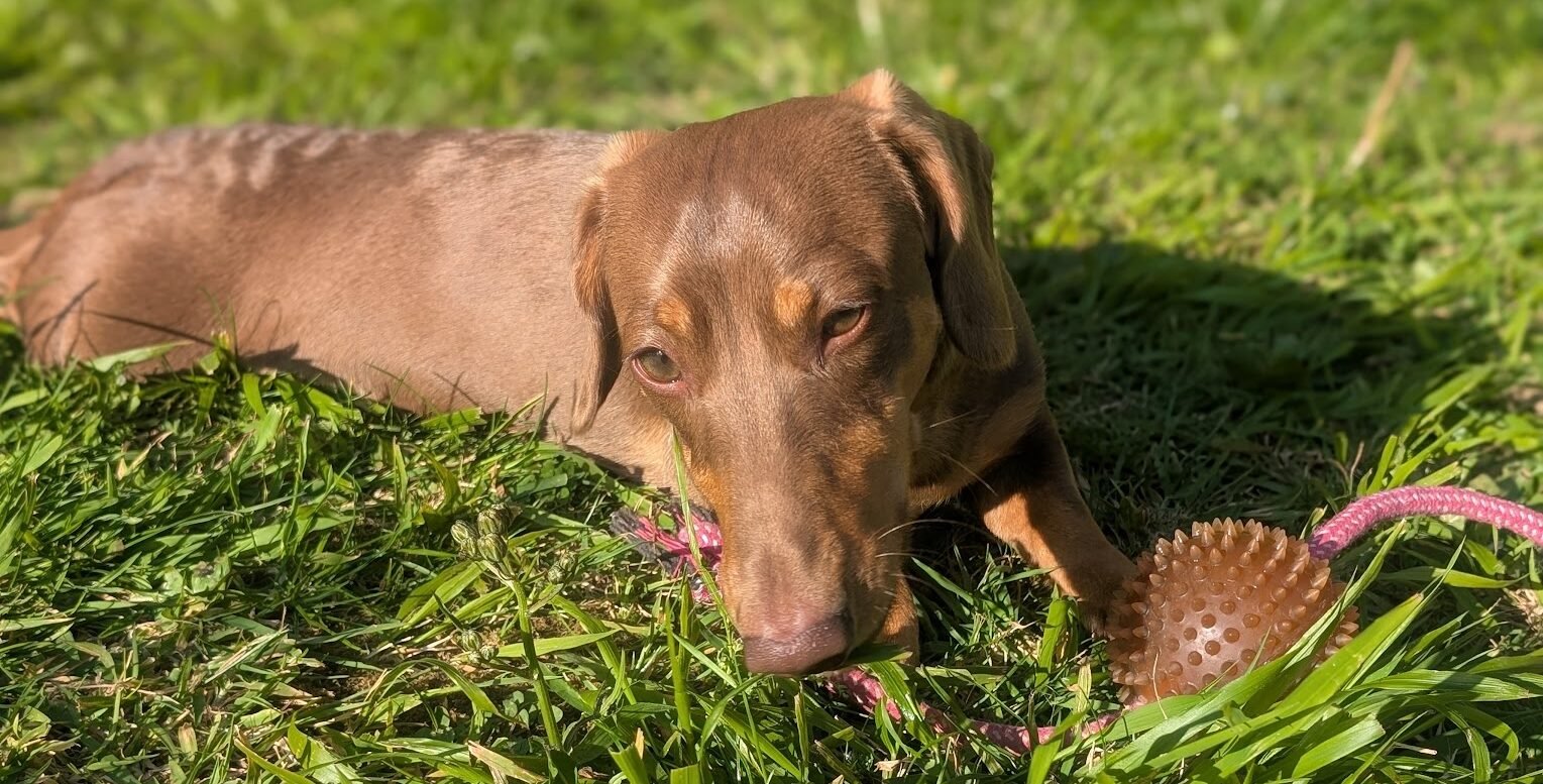 Should You Neuter a Dachshund? Pros, Cons and Why Timing Matters