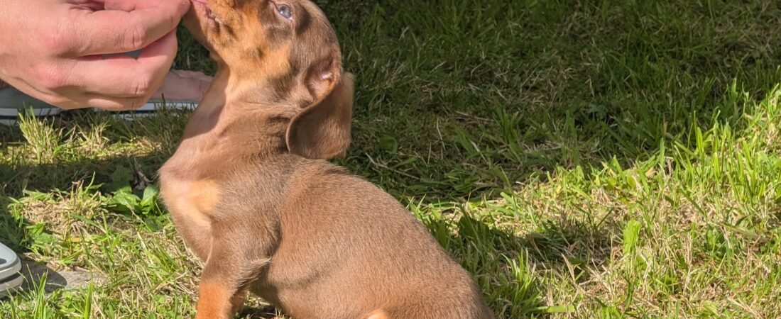 How Winston Became Part of Our Family