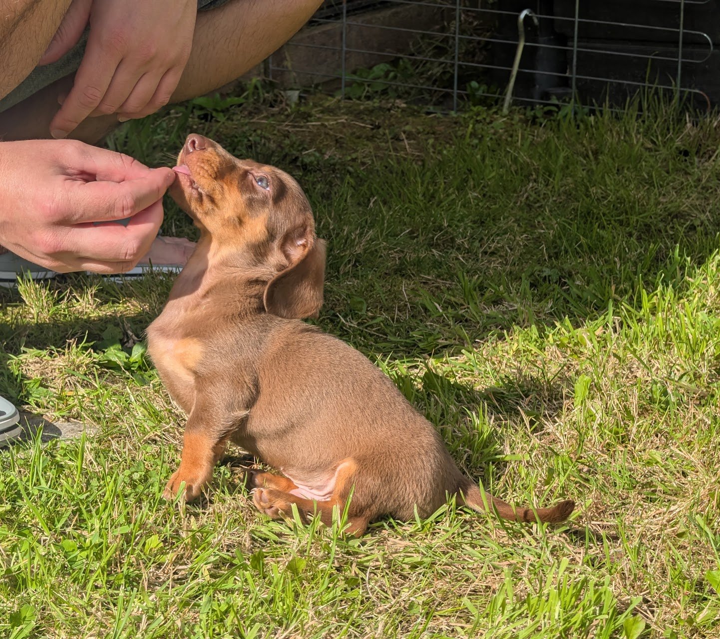 How Winston Became Part of Our Family