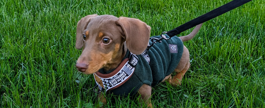How to Toilet Train a Dachshund Puppy: What Worked for Winston