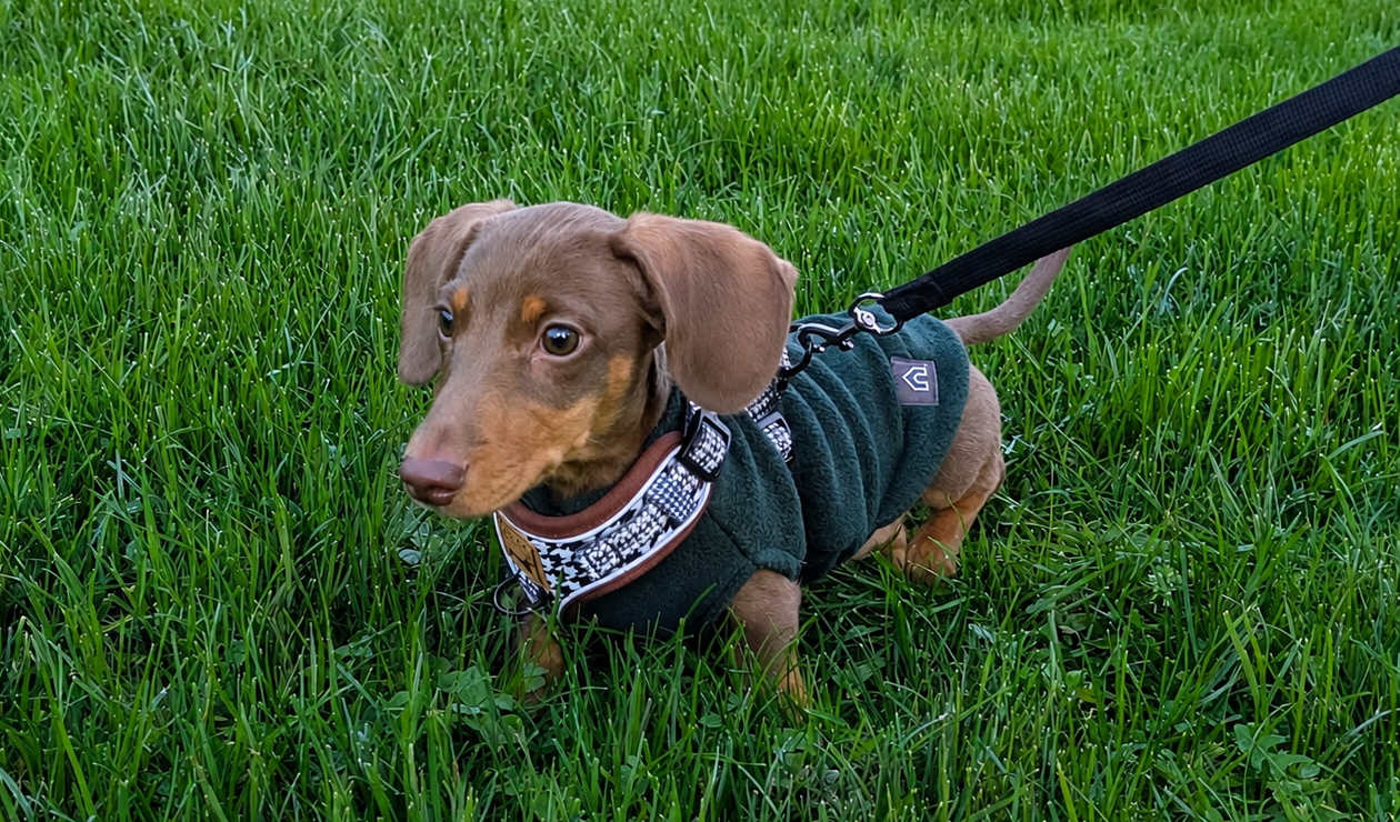 How to Toilet Train a Dachshund Puppy: What Worked for Winston