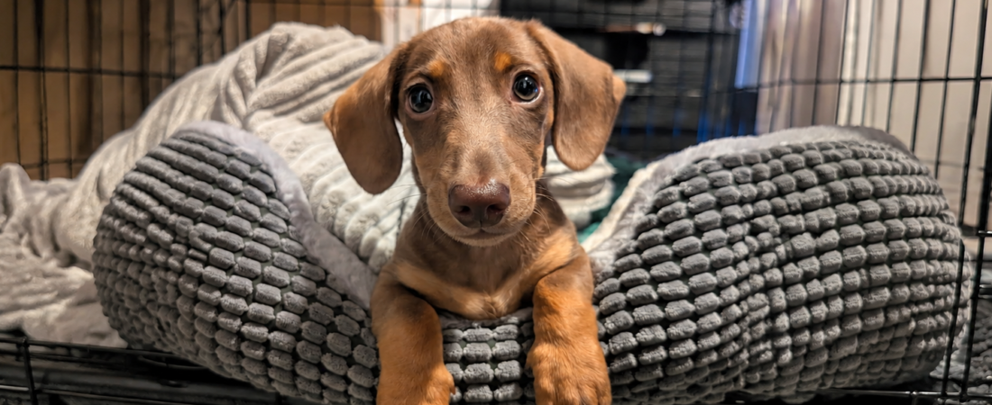 How to Crate Train a Dachshund Puppy Without Making It Scary