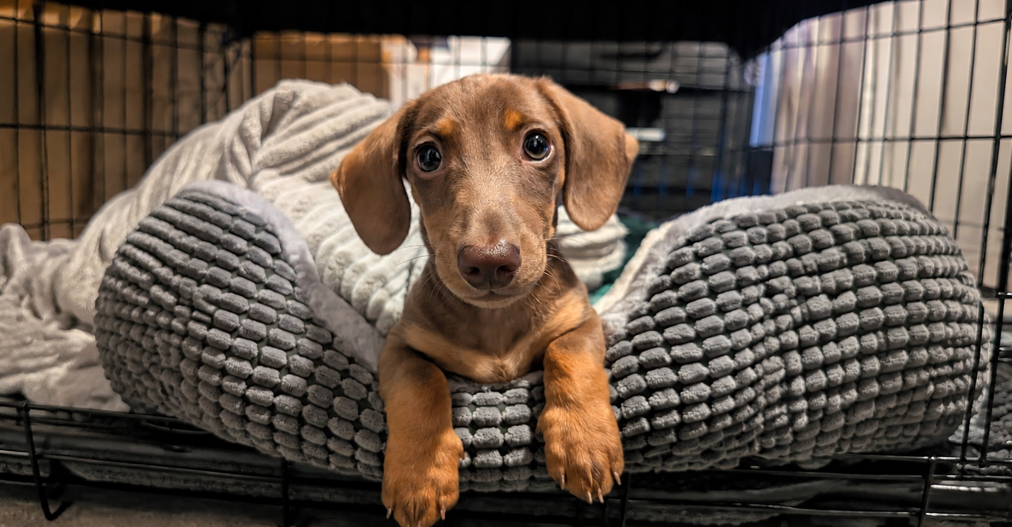 How to Crate Train a Dachshund Puppy Without Making It Scary