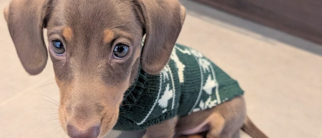 What We Wish We Knew Before Getting a Dachshund Puppy