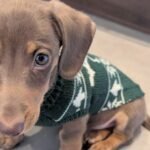 What We Wish We Knew Before Getting a Dachshund Puppy PXL_20251025_122728588.MP~2