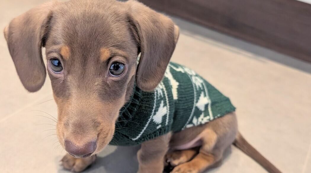 What We Wish We Knew Before Getting a Dachshund Puppy