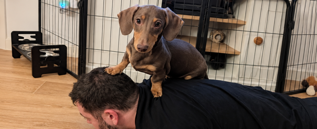 How to Puppy-Proof Your Home for a Dachshund