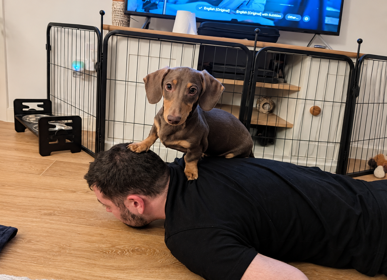 How to Puppy-Proof Your Home for a Dachshund