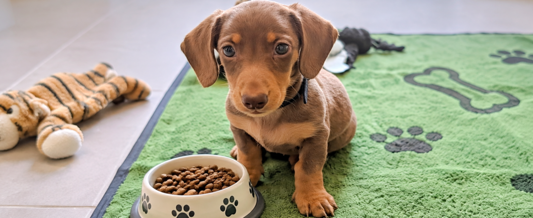 Dachshund Puppy Feeding Guide: What We Learnt with Winston