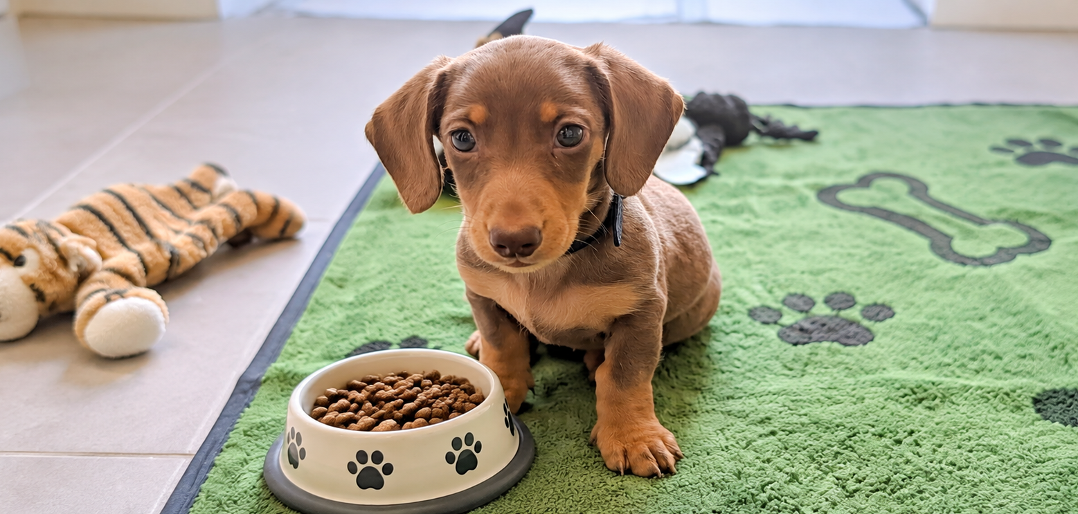 Dachshund Puppy Feeding Guide: What We Learnt with Winston