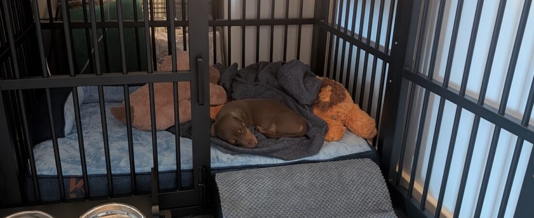 First Night with a Dachshund Puppy: What We Did with Winston