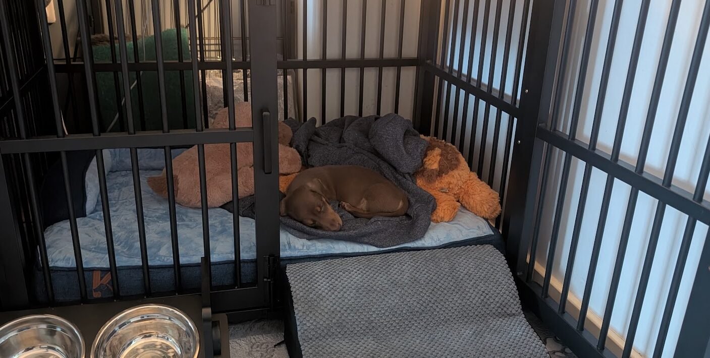 First Night with a Dachshund Puppy: What We Did with Winston