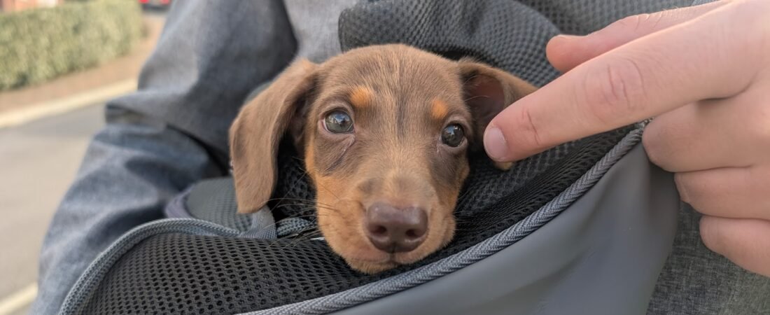 Dachshund Puppy Socialisation Before Vaccinations: What We Did with Winston