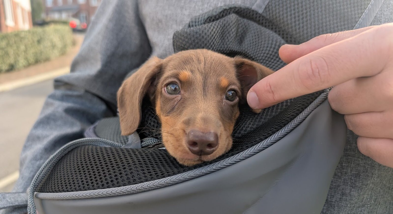 Dachshund Puppy Socialisation Before Vaccinations: What We Did with Winston