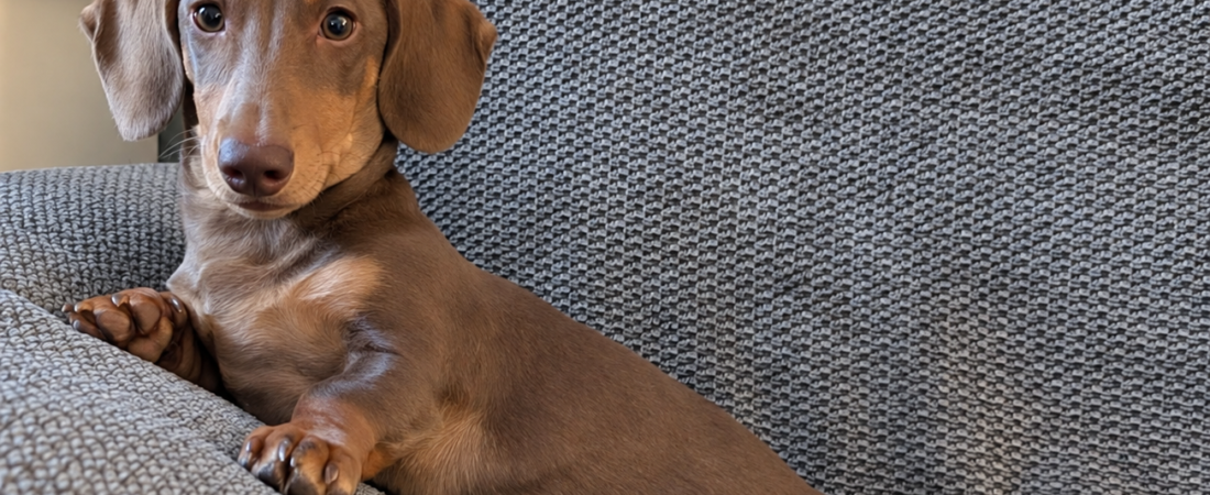 How to Stop a Dachshund Puppy Jumping Off the Sofa
