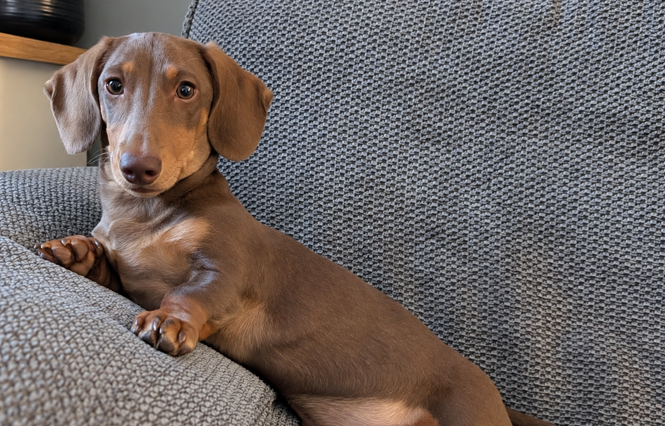 How to Stop a Dachshund Puppy Jumping Off the Sofa